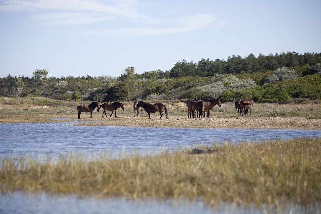 Bungalows - Bungalowpark Mooyeveld - Uniek Gelegen In De Duinen! Egmond-Binnen Dış mekan fotoğraf